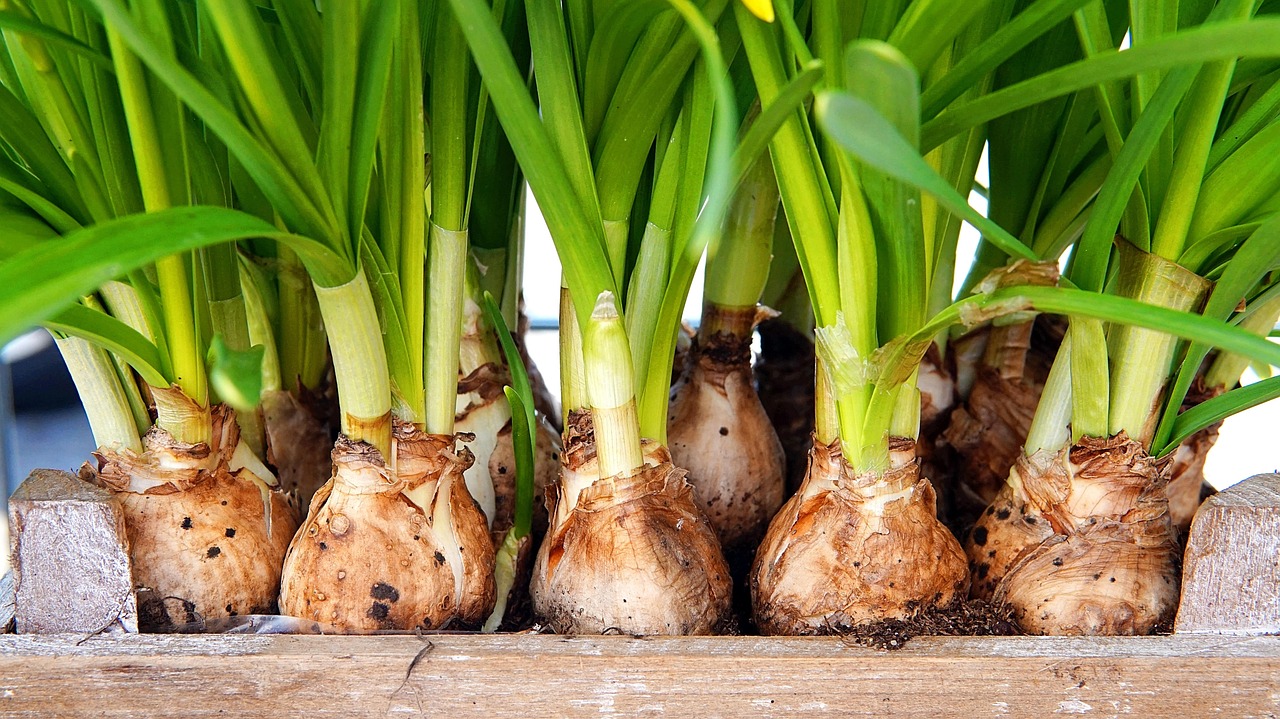 flower bulb, daffodils, plant, nature, spring flower, flower bulb, flower bulb, flower bulb, flower bulb, flower bulb